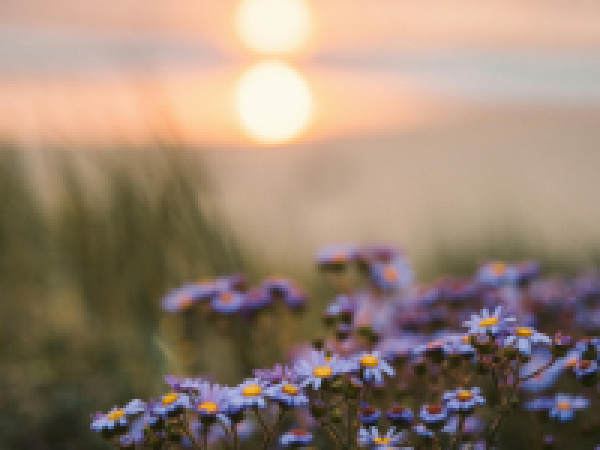 flowers sunset